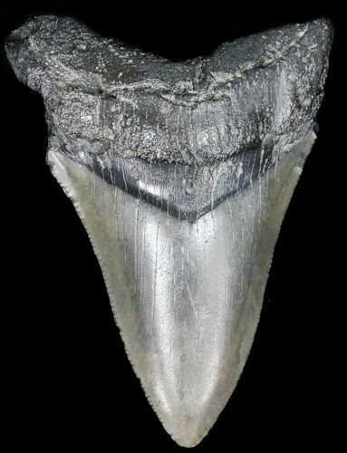 Fossil Megalodon Tooth - South Carolina #52979